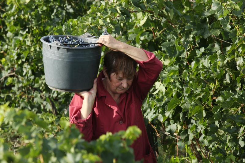 Drniš: Berba grožđa sa više od milijun čokota vinove loze, Photo: Duško Jaramaz/PIXSELL