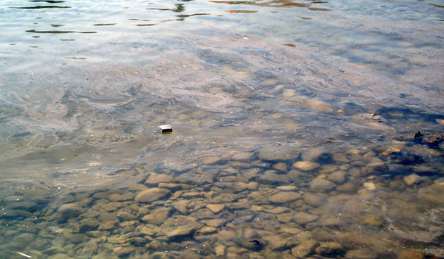 Onečišćenje fekalijama na Ižu (snimili mještani)