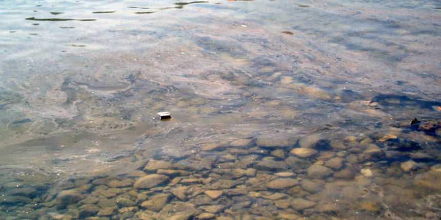 Onečišćenje fekalijama na Ižu (snimili mještani) Onečišćenje fekalijama na Ižu (snimili mještani)