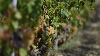 Vinogradi u Donjem polju kod Šibenika prepuni su zdravog crnog i bijeloga grozđa a ovih dana očekuju se i prve prve berbe. Photo: Hrvoje Jelavić/PIXSELL Vinogradi u Donjem polju kod Šibenika prepuni su zdravog crnog i bijeloga grozđa a ovih dana očekuju se i prve prve berbe. Photo: Hrvoje Jelavić/PIXSELL