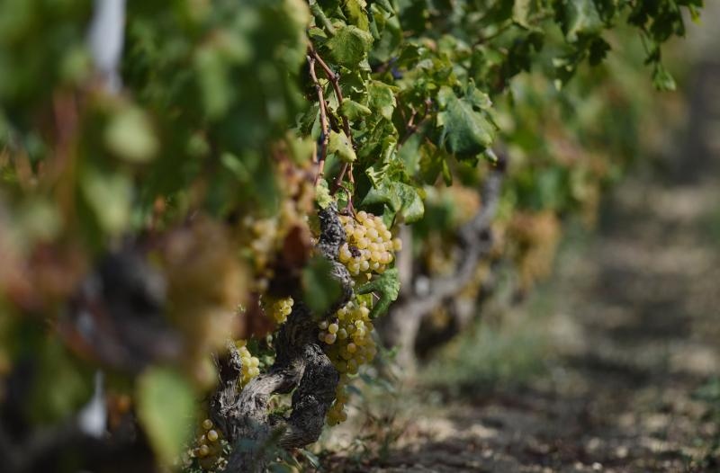 Vinogradi u Donjem polju kod Šibenika prepuni su zdravog crnog i bijeloga grozđa a ovih dana očekuju se i prve prve berbe. Photo: Hrvoje Jelavić/PIXSELL Vinogradi u Donjem polju kod Šibenika prepuni su zdravog crnog i bijeloga grozđa a ovih dana očekuju se i prve prve berbe. Photo: Hrvoje Jelavić/PIXSELL