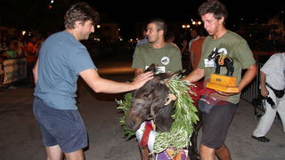 Tisno: Međunarodna trka tovarov 2013, Foto: Edin Kadić Tisno: Međunarodna trka tovarov 2013, Foto: Edin Kadić