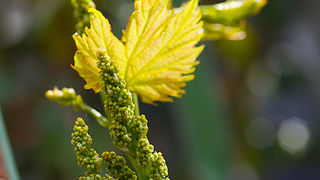Priroda, cvijece, livada, sparoge, foto: Leo Banic