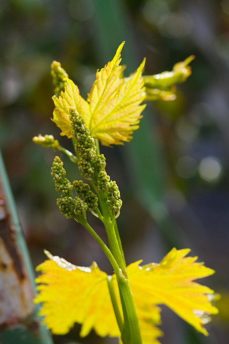 Priroda, cvijece, livada, sparoge, foto: Leo Banic