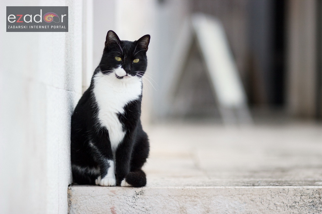 Đir po gradu, srijeda 13. prosinca 2017.