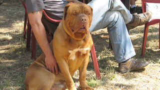 Image 1171047 (auto)