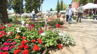 U Sv. Filip i Jakovu danas je otvoren 14. Festival cvijeća Zadarske županije, Foto: Dino Stanin/PIXSELL