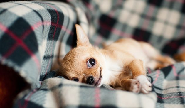 Što učiniti ako štene cvili po noći?