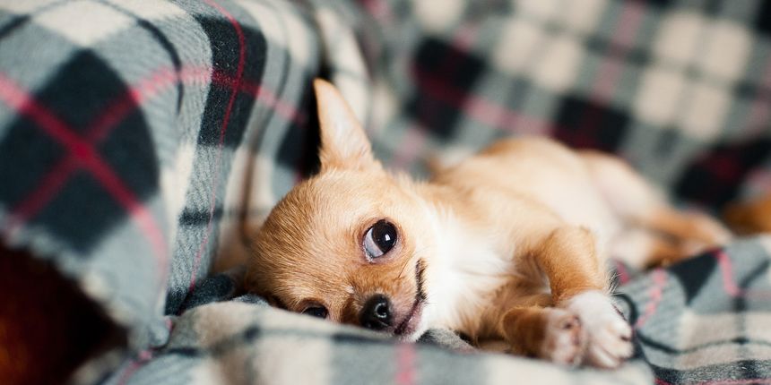 Što učiniti ako štene cvili po noći?