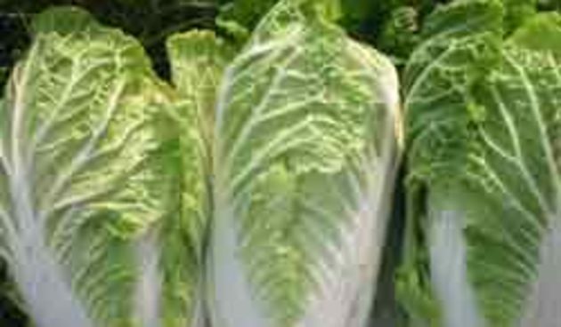 kineski kupus, foto:yuforum.net