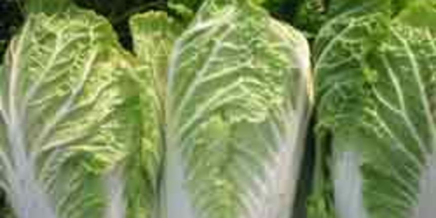 kineski kupus, foto:yuforum.net kineski kupus, foto:yuforum.net