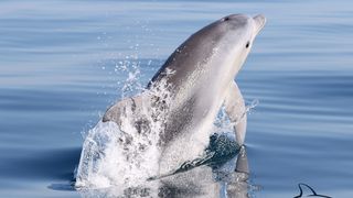 Razigrani dupini na Kornatima i kod Dugog otoka