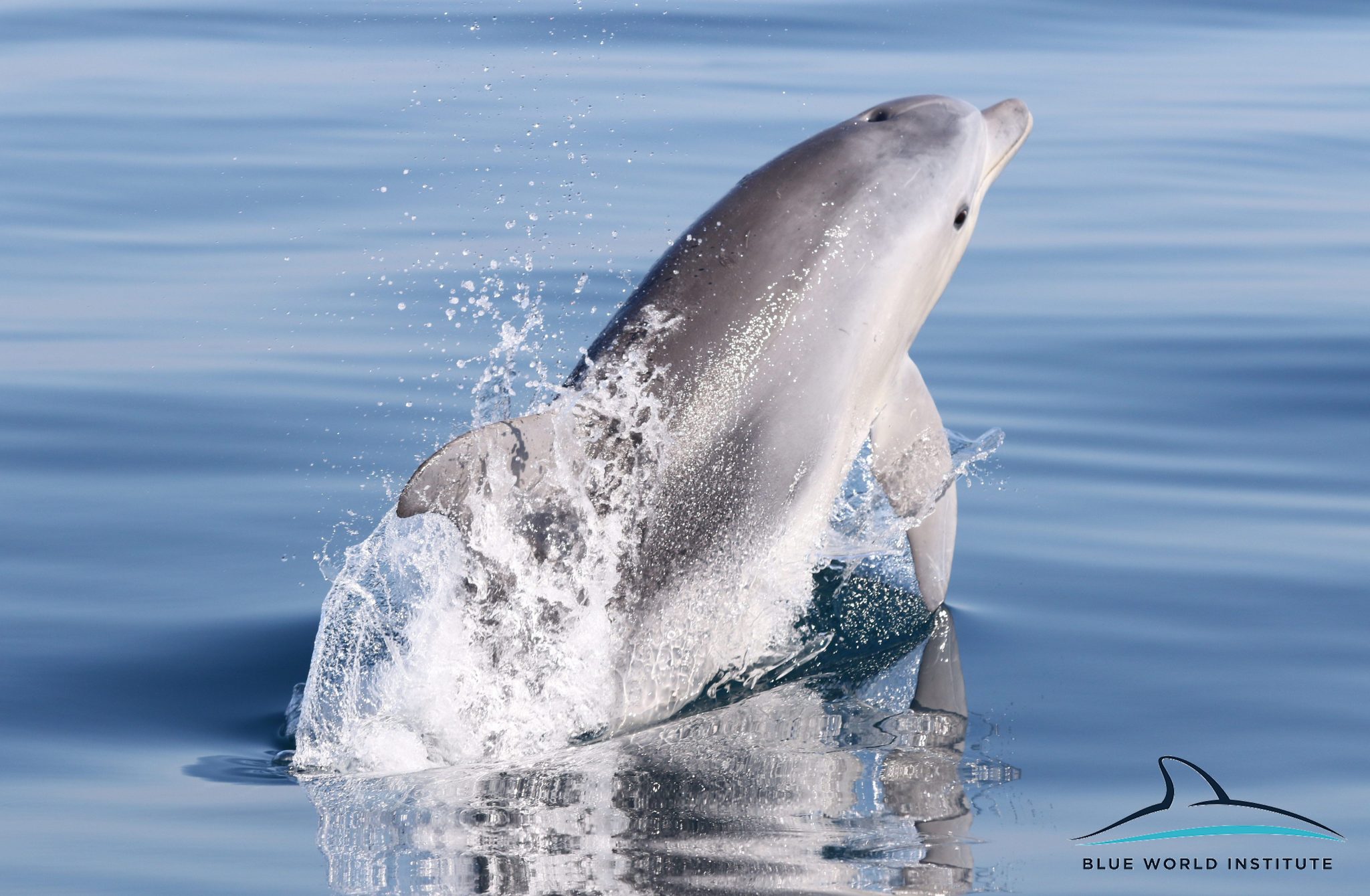 Razigrani dupini na Kornatima i kod Dugog otoka