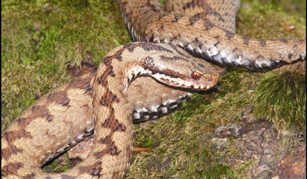 Riđovka, zmija, foto: zh.zadweb.biz.hr