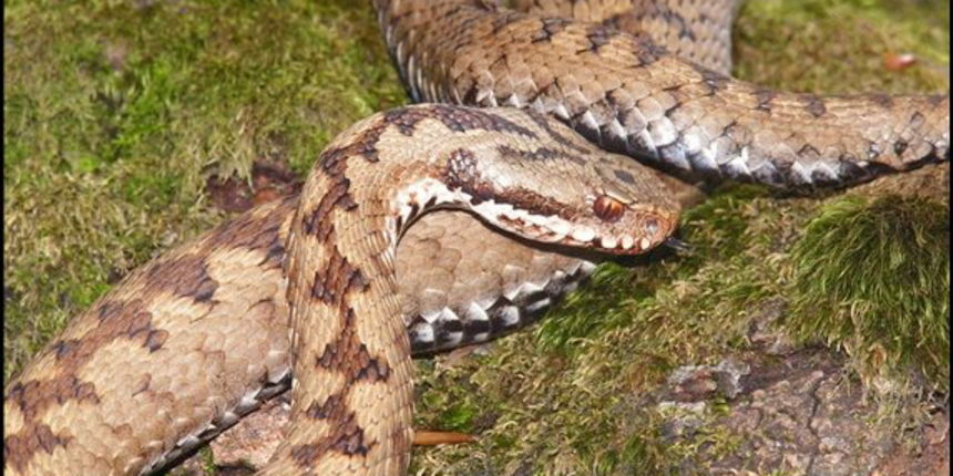 Riđovka, zmija, foto: zh.zadweb.biz.hr Riđovka, zmija, foto: zh.zadweb.biz.hr