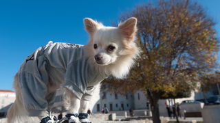 Zadar, 201211
Chihuahua Tito, vlasnice Elle Dusevic, gradom se seta u All Star tenisicama i trenerci.
Foto: Luka Gerlanc / CROPIX Zadar, 201211
Chihuahua Tito, vlasnice Elle Dusevic, gradom se seta u All Star tenisicama i trenerci.
Foto: Luka Gerlanc / CROPIX