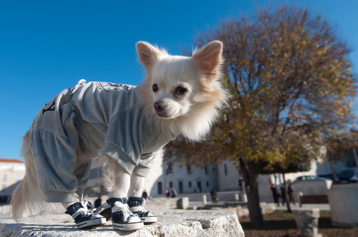 Zadar, 201211
Chihuahua Tito, vlasnice Elle Dusevic, gradom se seta u All Star tenisicama i trenerci.
Foto: Luka Gerlanc / CROPIX Zadar, 201211
Chihuahua Tito, vlasnice Elle Dusevic, gradom se seta u All Star tenisicama i trenerci.
Foto: Luka Gerlanc / CROPIX