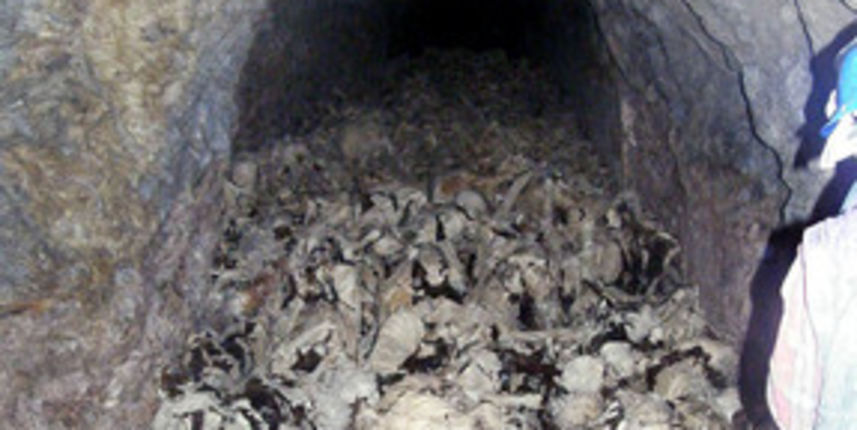 Masova grobnica kod laškog (Foto:Delo.si) Masova grobnica kod laškog (Foto:Delo.si)