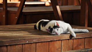 Mačja špica na zadarskoj pijaci