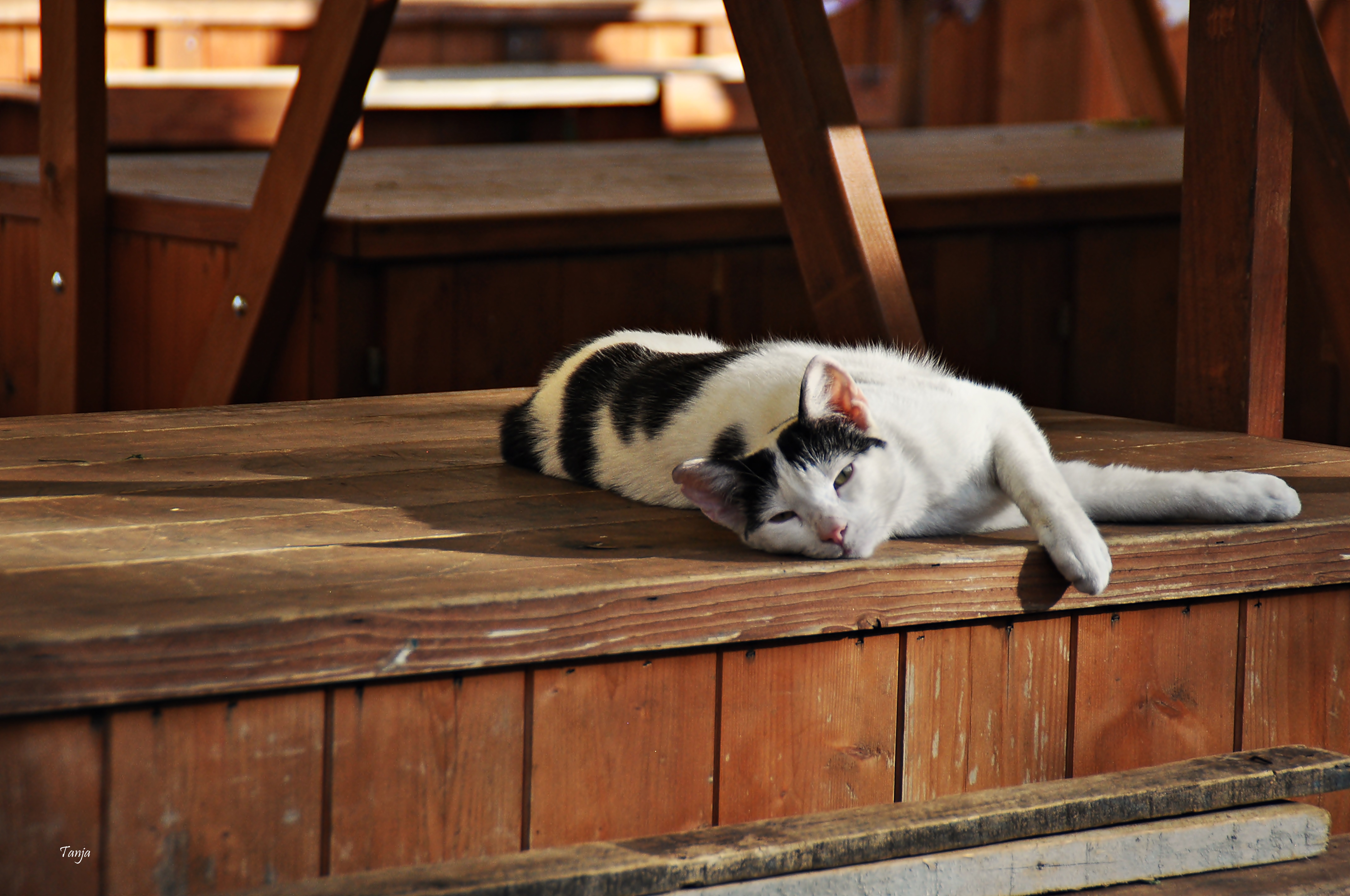 Mačja špica na zadarskoj pijaci