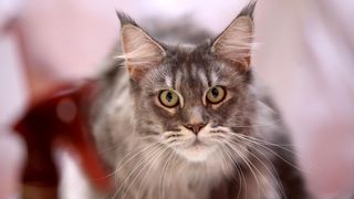 Pogledajte kako je bilo na Međunarodnoj izložbi mačaka u Westgateu