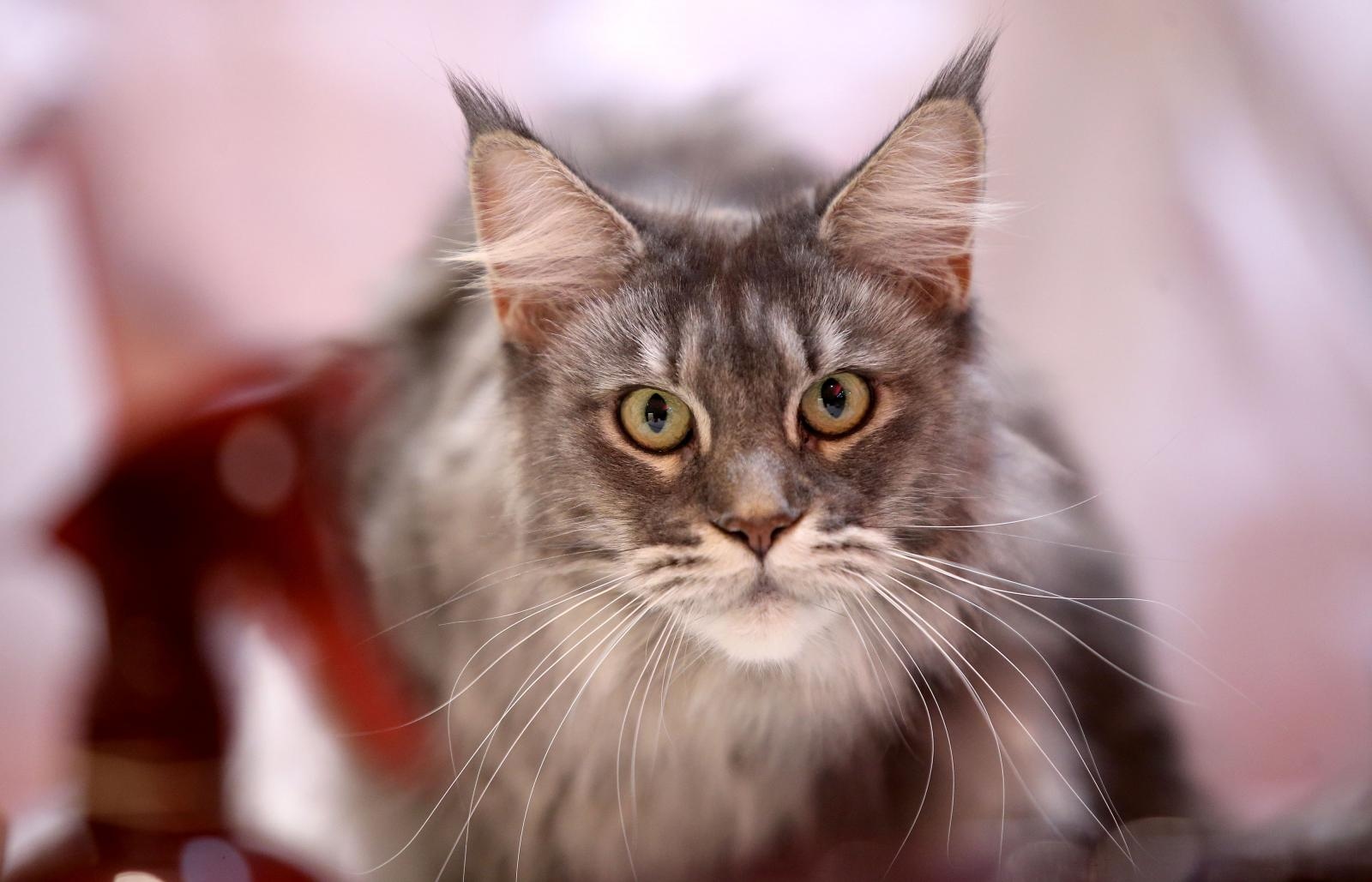 Pogledajte kako je bilo na Međunarodnoj izložbi mačaka u Westgateu