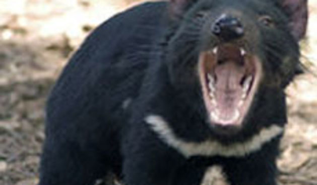 Tasmanijska neman (Foto: totalportal.hr)