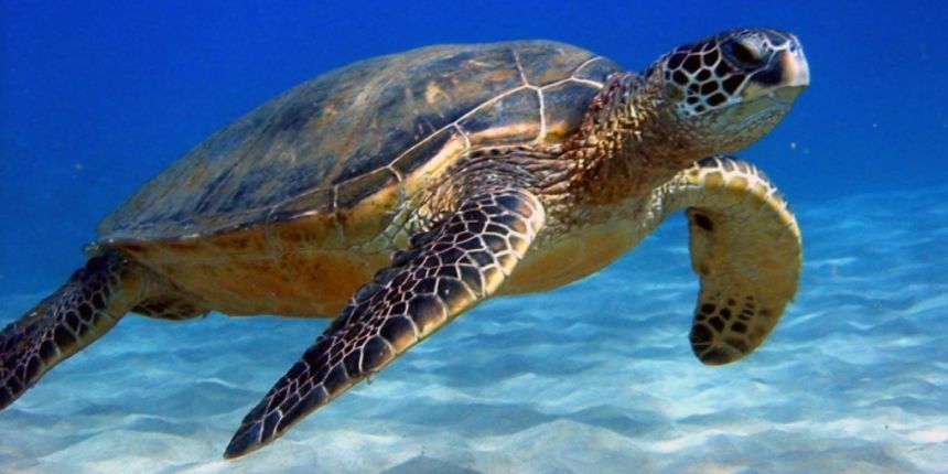 Morska kornjača