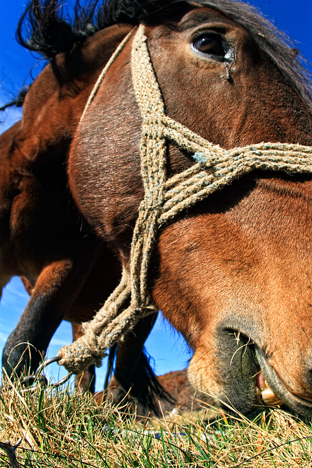 Đir do Zavižana, sjeverni Velebit, foto: Leo Banić