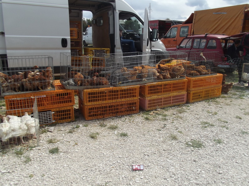 Benkovački sajam, 10. svibnja 2015.