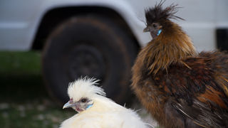 Tradicionalni Benkovački sajam, foto: Darko Belančić