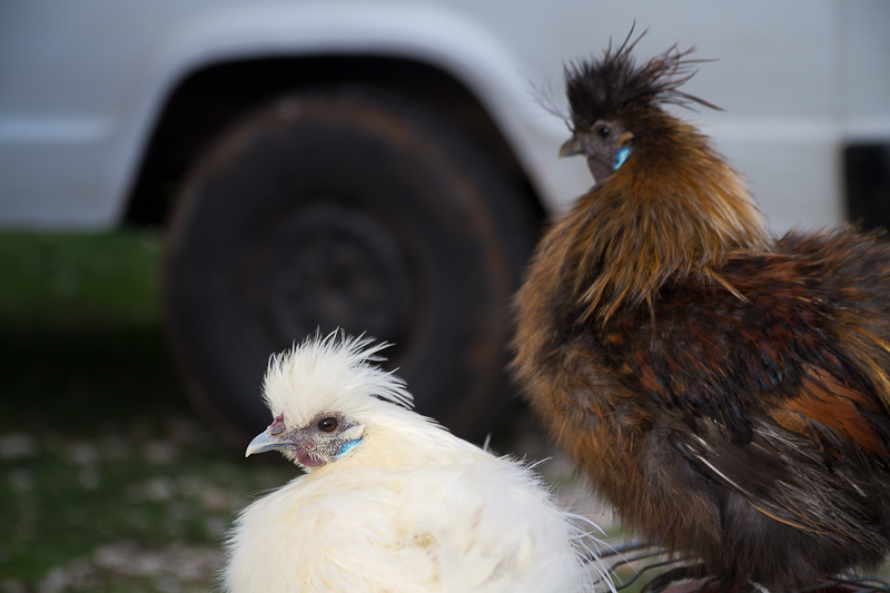 Tradicionalni Benkovački sajam, foto: Darko Belančić