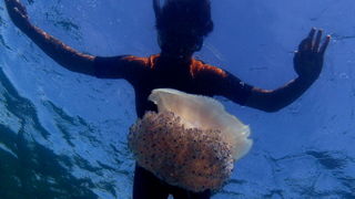Pula, 020910.
U uvali Zelenika snimljena je meduza koja ima promjer klobuka oko 35 cm. Vjerojatno se radi o mediteranskoj meduzi (Cotylorhiza tuberculata) koja je uobicajena na Mediteranu i Jadranskome moru i nije opasna. Zanimljivo je da je ova vrsta svo