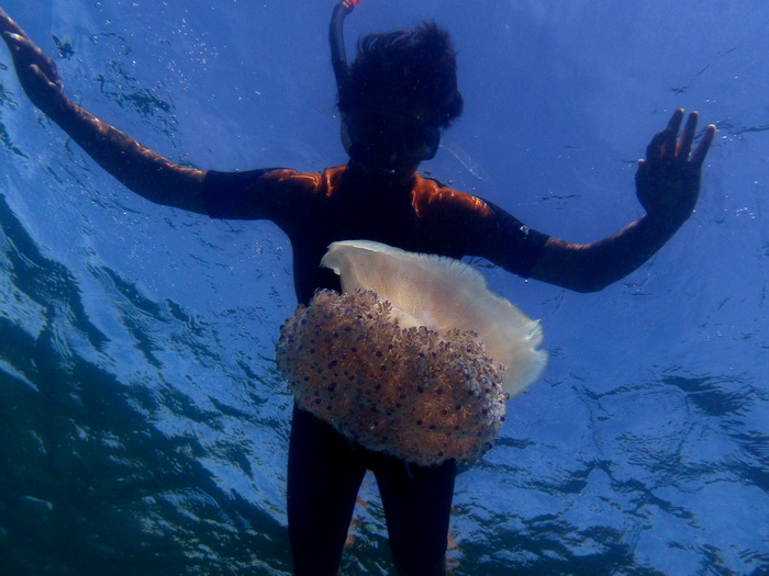 Pula, 020910.
U uvali Zelenika snimljena je meduza koja ima promjer klobuka oko 35 cm. Vjerojatno se radi o mediteranskoj meduzi (Cotylorhiza tuberculata) koja je uobicajena na Mediteranu i Jadranskome moru i nije opasna. Zanimljivo je da je ova vrsta svo