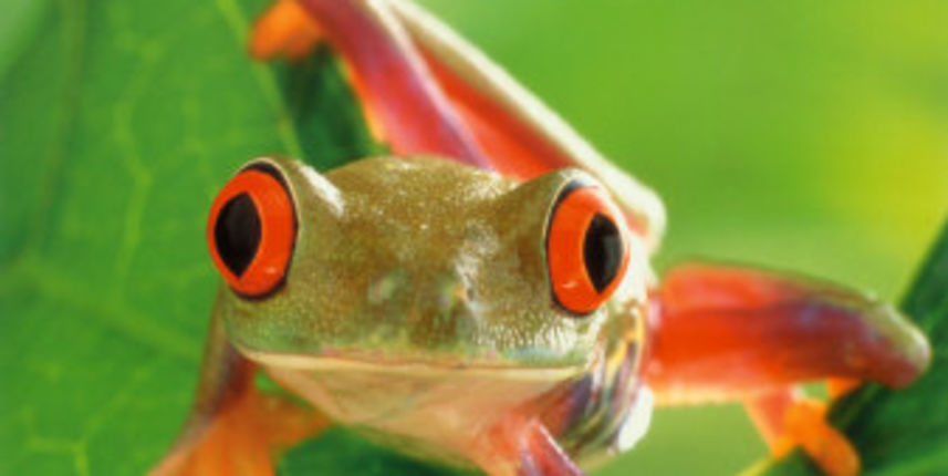 Žaba (Foto: allposters.com)