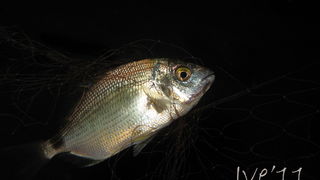 Čudesno zadarsko podmorje: U trapuli, Foto: Ive Šoša Čudesno zadarsko podmorje: U trapuli, Foto: Ive Šoša