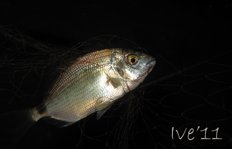Čudesno zadarsko podmorje: U trapuli, Foto: Ive Šoša Čudesno zadarsko podmorje: U trapuli, Foto: Ive Šoša
