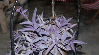 Image 1117687 (auto)