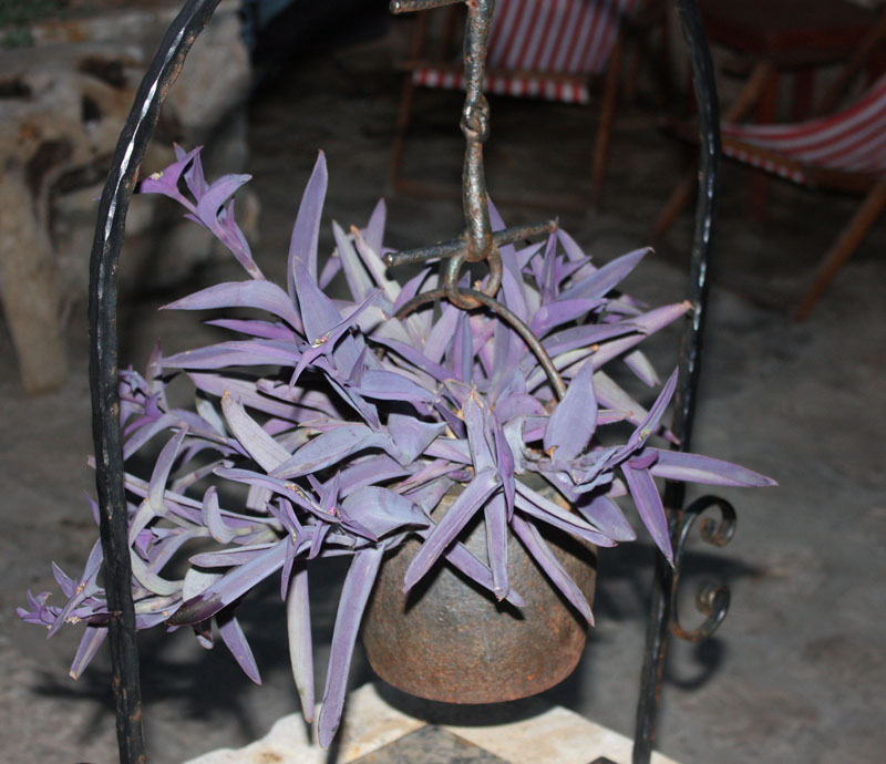 Image 1117687 (auto)