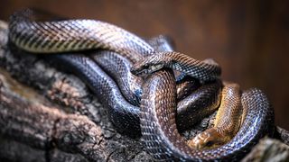 Stanari zagrebačkog Zoološkog vrta u zimskom razdoblju