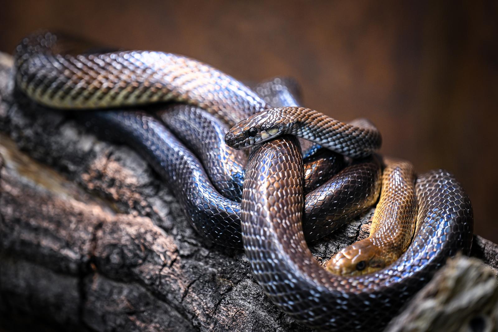 Stanari zagrebačkog Zoološkog vrta u zimskom razdoblju