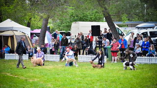 16. Međunarodna izložba pasa CACIB Zadar – Prvak prvaka 2016. 16. Međunarodna izložba pasa CACIB Zadar – Prvak prvaka 2016.