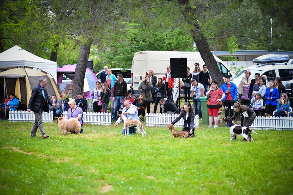 16. Međunarodna izložba pasa CACIB Zadar – Prvak prvaka 2016. 16. Međunarodna izložba pasa CACIB Zadar – Prvak prvaka 2016.