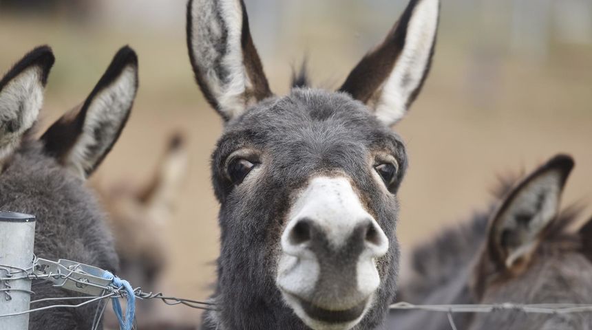 Farma magaraca u okolici Tribunja.