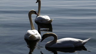 Zadar, 110311.
Omanje jato labudova u uvali Bregdeti u zadarskim Arbanasima. Labudovi su se kupali i uredjivali neposredno uz obalu pa su ih brojni zadrani mogli vidjeti iz bliza, uzivati u njihovoj ljepoti i gracioznosti.
Foto: Jure Miskovic / CROPIX Zadar, 110311.
Omanje jato labudova u uvali Bregdeti u zadarskim Arbanasima. Labudovi su se kupali i uredjivali neposredno uz obalu pa su ih brojni zadrani mogli vidjeti iz bliza, uzivati u njihovoj ljepoti i gracioznosti.
Foto: Jure Miskovic / CROPIX
