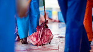 Zadar, 020112.
Tvrtka Kali Tuna bavi se izlovom i uzgojem tuna vec dugi niz godina.
Nakon uzgojnog ciklusa koji traje 30. mjesci slijedi izlov Tuna. Djelatnici Kali tune vrse izlov te ih prebacuju na drugi brod tvrtke iz Japana na kojem se vrsi daljnje pr Zadar, 020112.
Tvrtka Kali Tuna bavi se izlovom i uzgojem tuna vec dugi niz godina.
Nakon uzgojnog ciklusa koji traje 30. mjesci slijedi izlov Tuna. Djelatnici Kali tune vrse izlov te ih prebacuju na drugi brod tvrtke iz Japana na kojem se vrsi daljnje pr