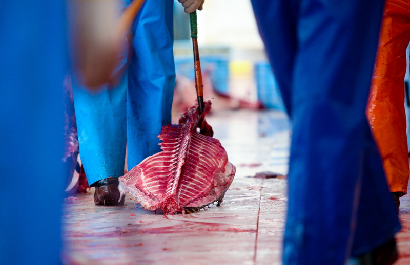 Zadar, 020112.
Tvrtka Kali Tuna bavi se izlovom i uzgojem tuna vec dugi niz godina.
Nakon uzgojnog ciklusa koji traje 30. mjesci slijedi izlov Tuna. Djelatnici Kali tune vrse izlov te ih prebacuju na drugi brod tvrtke iz Japana na kojem se vrsi daljnje pr Zadar, 020112.
Tvrtka Kali Tuna bavi se izlovom i uzgojem tuna vec dugi niz godina.
Nakon uzgojnog ciklusa koji traje 30. mjesci slijedi izlov Tuna. Djelatnici Kali tune vrse izlov te ih prebacuju na drugi brod tvrtke iz Japana na kojem se vrsi daljnje pr