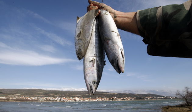 Zadar, 080212.
Jaka bura vec danima izbacuje ribu na kopno u Posedarju, Ribnici te na otoku Pagu. Joso Novakovic iz Posedarja uhvatio je isto par vecih komada ribe.
Foto: Jure Miskovic / CROPIX