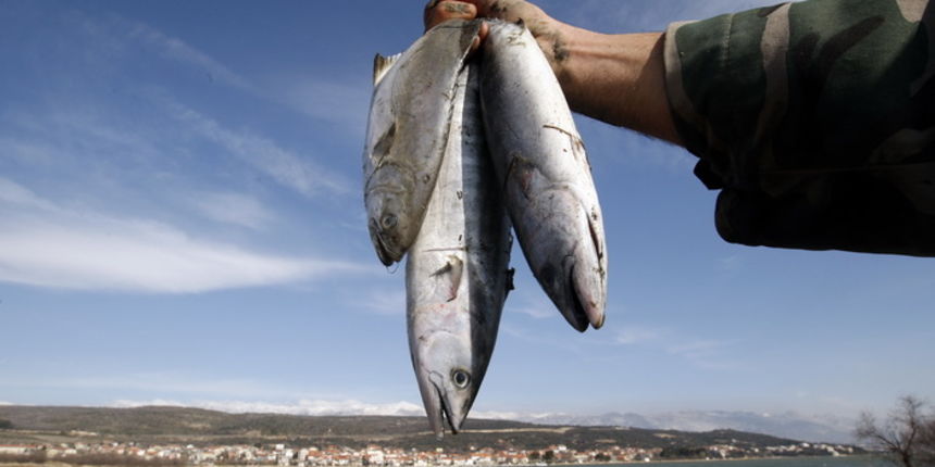 Zadar, 080212.
Jaka bura vec danima izbacuje ribu na kopno u Posedarju, Ribnici te na otoku Pagu. Joso Novakovic iz Posedarja uhvatio je isto par vecih komada ribe.
Foto: Jure Miskovic / CROPIX Zadar, 080212.
Jaka bura vec danima izbacuje ribu na kopno u Posedarju, Ribnici te na otoku Pagu. Joso Novakovic iz Posedarja uhvatio je isto par vecih komada ribe.
Foto: Jure Miskovic / CROPIX