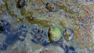 Jutarnji đir Puta Bajlom, foto: Iva Perinčić